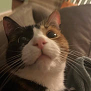 Patches joined the competition — help win amazing prizes! cat, calico, close_up, indoor, pet, whiskers, fur, pink_nose, curious, animal, mammal, face, portrait, domestic_cat, feline, cute, looking_up, soft_light, blurred_background, cozy