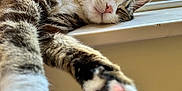 Winnie is registered to the contest to win money with this photo: cat, tabby, sleeping, paw, window, windowsill, sunlight, indoor, pet, feline, relaxed, closeup, fur, whiskers, nose, pink_nose, resting, cozy, domestic_animal, home