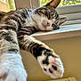 cat, tabby, sleeping, paw, window, windowsill, sunlight, indoor, pet, feline, relaxed, closeup, fur, whiskers, nose, pink_nose, resting, cozy, domestic_animal, home