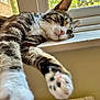 Winnie joined the competition — help win amazing prizes! cat, tabby, paw, window, windowsill, sunlight, relaxed, sleepy, indoor, pet, animal, fur, whiskers, nose, closeup, resting, daylight, house, radiator, blurred_background