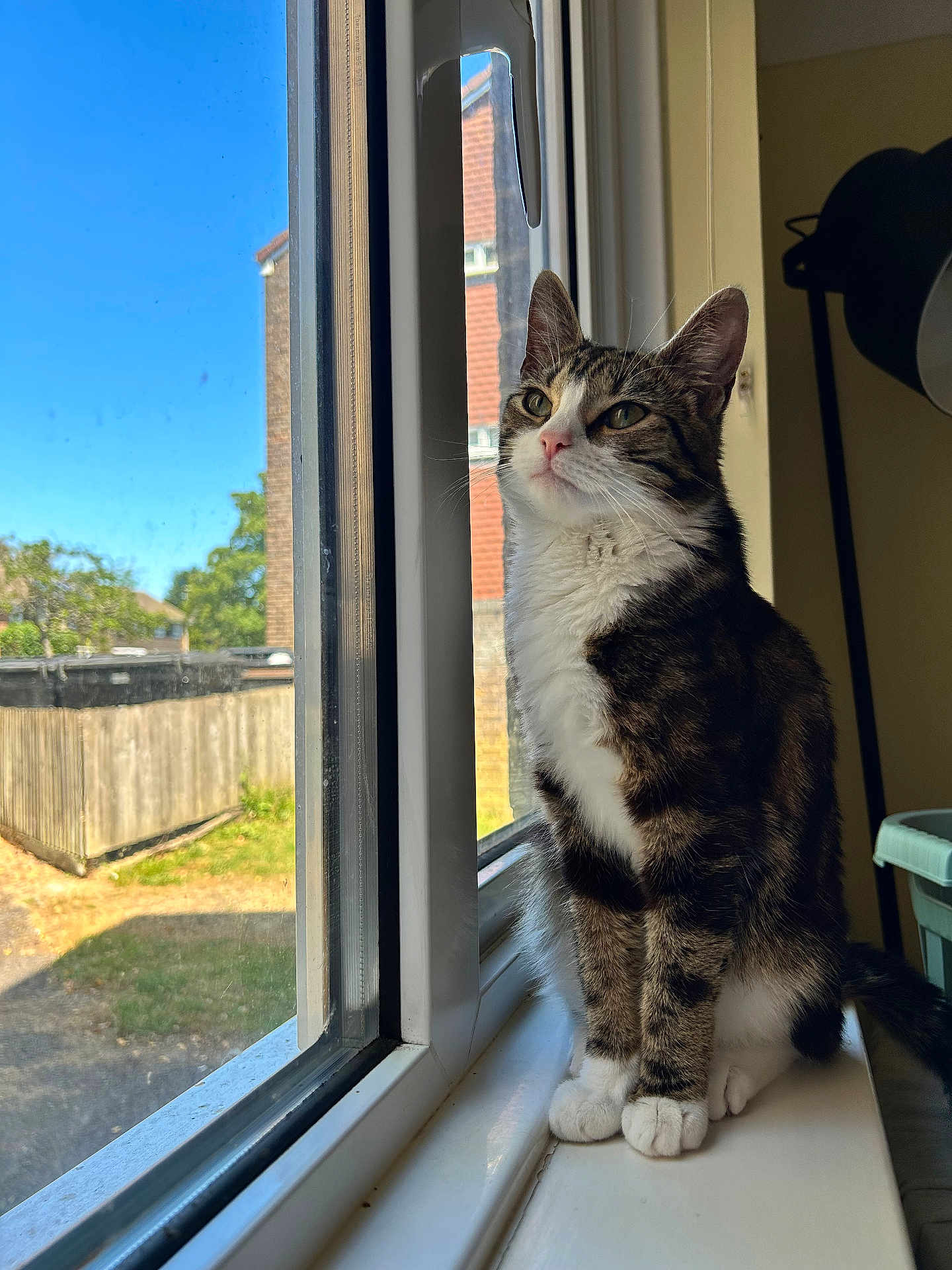 Winnie joined the competition — help win amazing prizes! cat, tabby_cat, windowsill, window, sunlight, indoor, pet, animal, domestic_cat, feline, looking_outside, quiet, daylight, house, suburban, fur, ears, whiskers, nose, paws