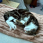 Winnie joined the competition — help win amazing prizes! cat, tabby, sleeping, curled_up, blanket, plush, indoor, pet, feline, cozy, resting, fur, whiskers, pink_nose, paws, carpet, wicker_basket, home, relaxation, domestic