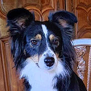 Seven a rejoint le concours — aidez-le/la à gagner de superbes lots ! alert, animal, black_fur, brown_eyes, cabinet, canine, chair, closeup, cute, dog, ears, fur, indoor, looking, pet, portrait, tan_fur, tricolor, white_fur, wooden_furniture