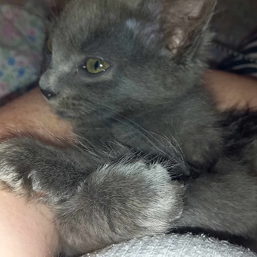 Nala