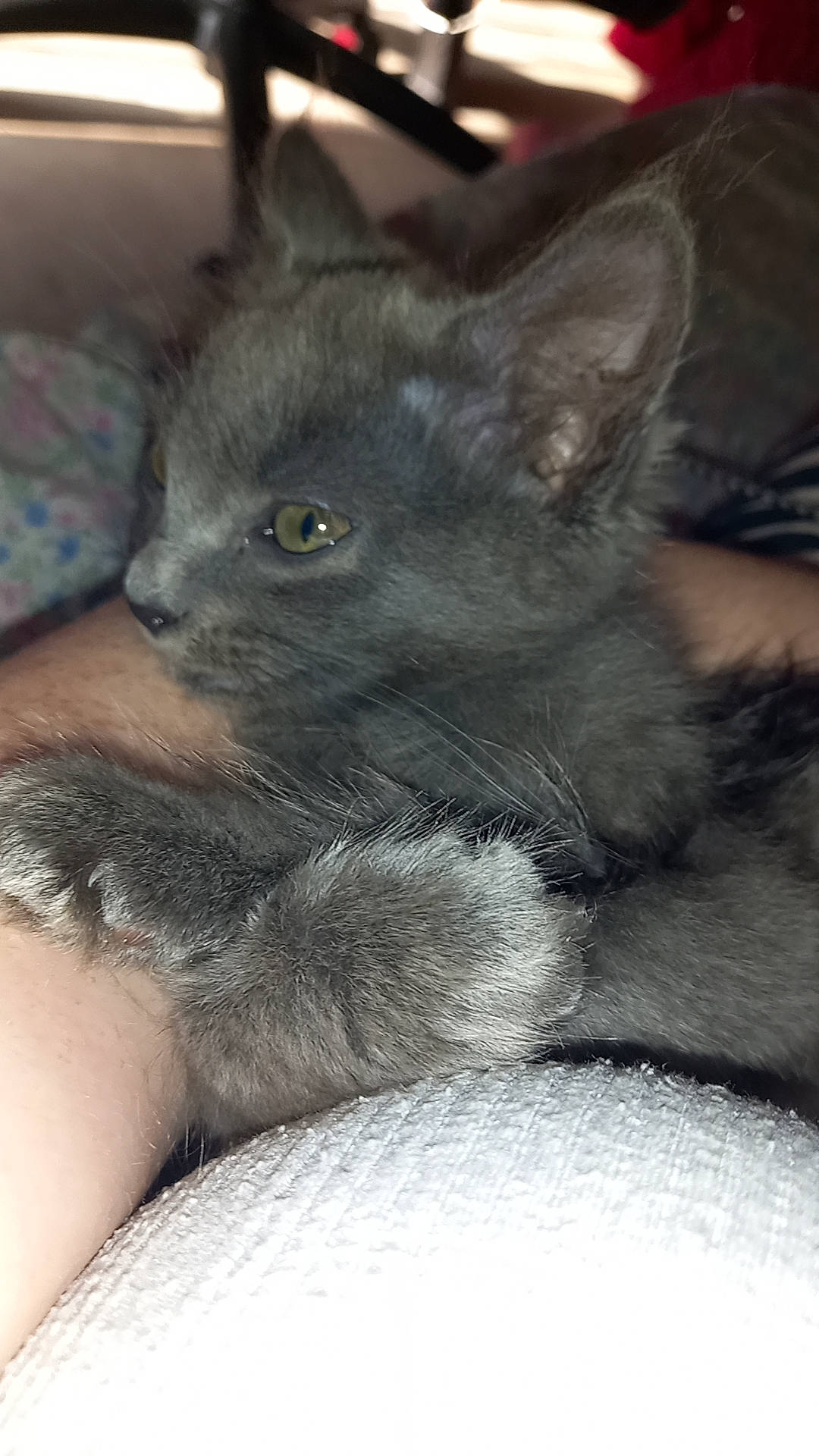 Nala