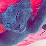 animal, cat, close_up, cozy, cute, ears, feline, fur, indoor, kitten, nap, peaceful, pet, red_blanket, resting, sleeping, soft, stretching, whiskers, young_cat
