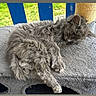 kitten, gray_cat, sleeping, cat_tree, furry, pet, indoor, resting, cute, animal, soft_texture, paw, whiskers, young_cat, cozy, relaxation, feline, nap, fur, domestic_cat