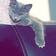 Nala a rejoint le concours — aidez-le/la à gagner de superbes lots ! cat, kitten, gray_cat, fur, paw, relaxed, lounging, leather_surface, stitching, shadow, light, indoor, pet, animal, whiskers, ears, claws, cute, sleepy, resting
