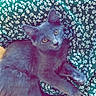 kitten, cat, gray_cat, fluffy, pet, animal, indoor, green_dress, floral_pattern, cloth, relaxing, cute, young_cat, fur, whiskers, paw, curious, looking_up, domestic_cat, cozy