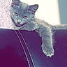 animal, cat, couch, cute, ears, face, feline, fur, furniture, gray_cat, home, indoor, kitten, leather, paw, pet, relaxed, resting, sunlight, whiskers