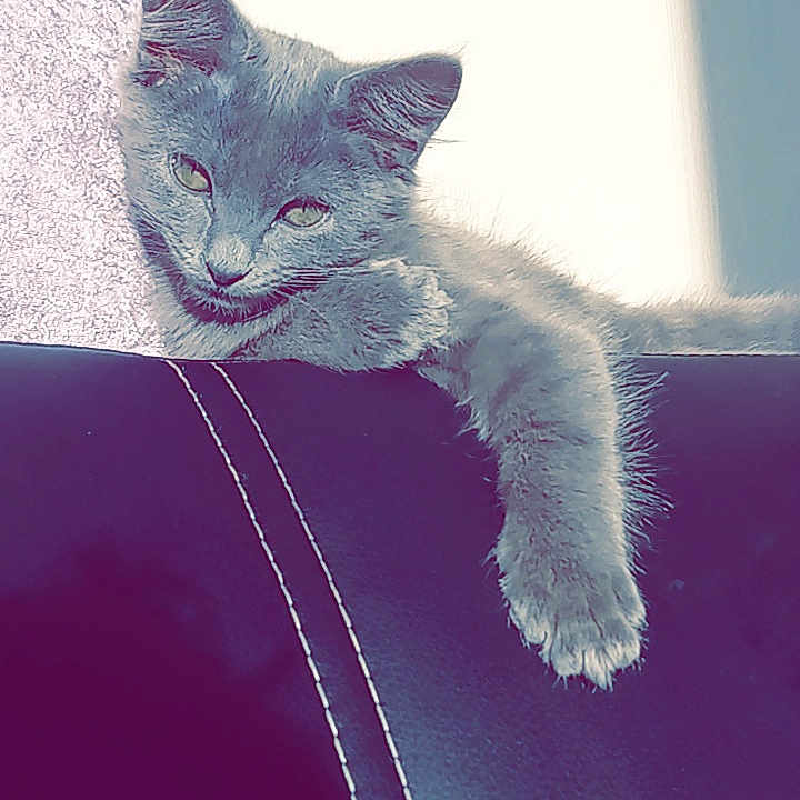 Nala