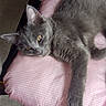 cat, gray_cat, pet, feline, animal, indoor, cushion, pink_checkered, relaxed, laying_down, fur, whiskers, ear, paw, floor, cozy, resting, cute, closeup, portrait