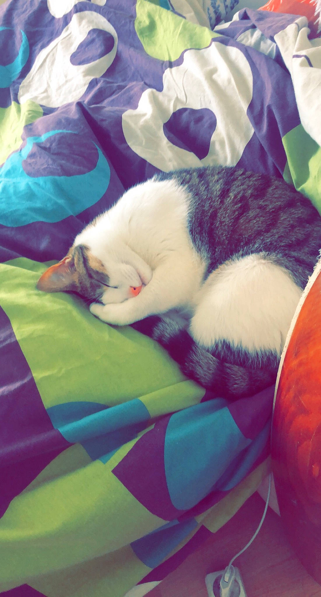 Curly a rejoint le concours — aidez-le/la à gagner de superbes lots ! carnivore, cat, comfort, companion_dog, domestic_short_haired_cat, electric_blue, felidae, fur, grass, lap, linens, magenta, mammal, pattern, pink, small_to_medium_sized_cats, tail, textile, vertebrate, whiskers