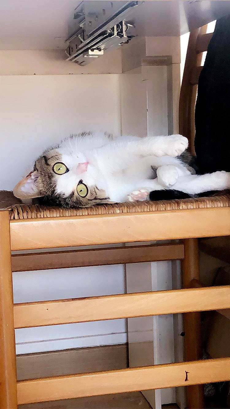 Curly participe au concours pour gagner de l'argent avec cette photo : cabinetry, carnivore, cat, ceiling, comfort, drawer, felidae, floor, flooring, fur, hardwood, interior_design, room, shelf, shelving, small_to_medium_sized_cats, tail, textile, whiskers, wood