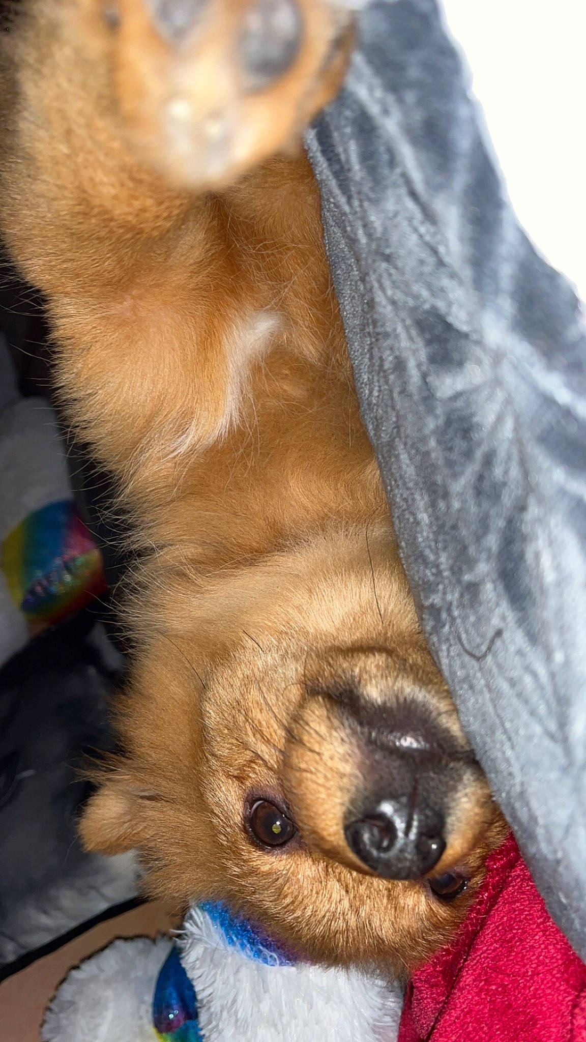 Loky a rejoint le concours — aidez-le/la à gagner de superbes lots ! brown, canidae, carnivore, claw, close_up, companion_dog, denim, dog, dog_breed, electric_blue, fawn, fur, liver, paw, snout, sporting_group, terrestrial_animal, vertebrate, whiskers, working_animal