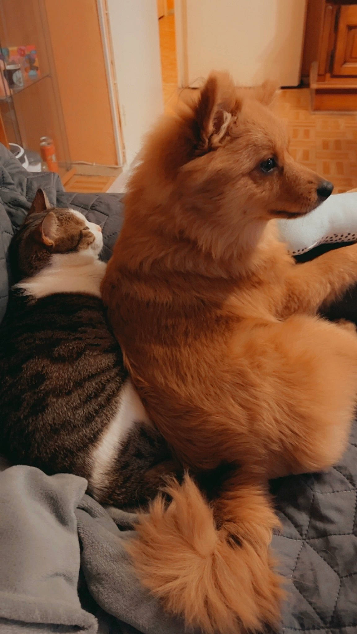 Loky participe au concours pour gagner de l'argent avec cette photo : carnivore, cat, comfort, companion_dog, dog, dog_breed, fawn, felidae, flooring, fur, german_spitz, german_spitz_mittel, liver, paw, small_to_medium_sized_cats, spitz, tail, whiskers, working_animal, working_dog