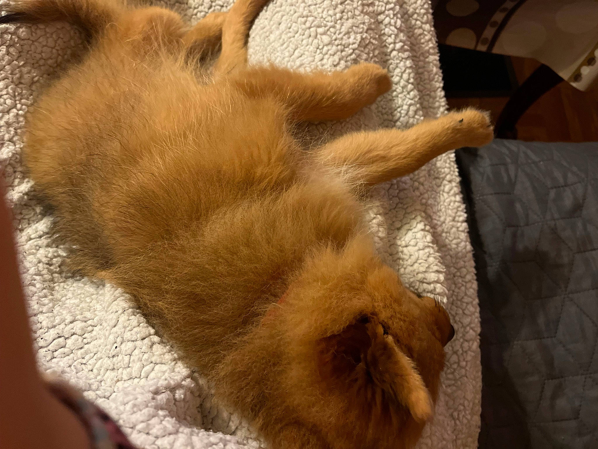 Loky participe au concours pour gagner de l'argent avec cette photo : brown, canidae, carnivore, claw, comfort, companion_dog, dog, dog_breed, fawn, felidae, flooring, fur, liver, small_to_medium_sized_cats, snout, sporting_group, tail, terrestrial_animal, whiskers, wood