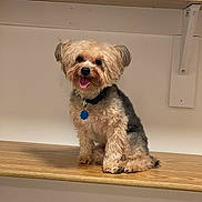 Rocky is registered to the contest to win money with this photo: dog, pet, sitting, wooden_shelf, indoor, fluffy, small_dog, fur, collar, tag, happy, tongue_out, cute, animal, companion, domestic, friendly, smiling, brown_fur, black_fur