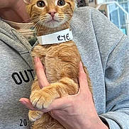 Kai is registered to the contest to win money with this photo: animal, cat, closeup, collar, curious, cute, domestic_cat, feline, fur, gray_hoodie, hand, holding, indoor, name_tag, orange_tabby, person, pet, portrait, whiskers, young_cat