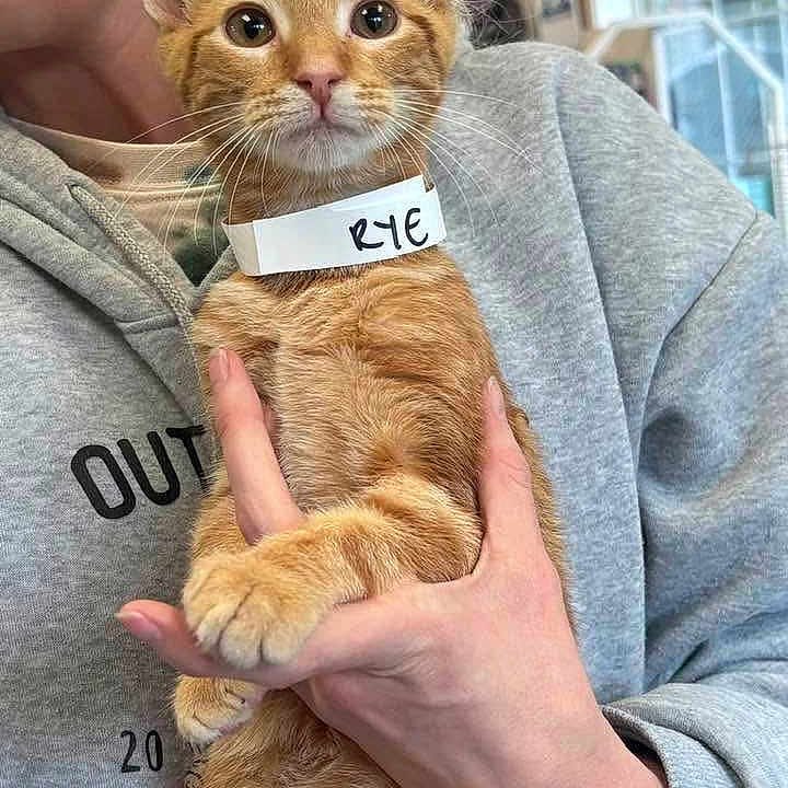Kai is registered to the contest to win money with this photo: animal, cat, closeup, collar, curious, cute, domestic_cat, feline, fur, gray_hoodie, hand, holding, indoor, name_tag, orange_tabby, person, pet, portrait, whiskers, young_cat