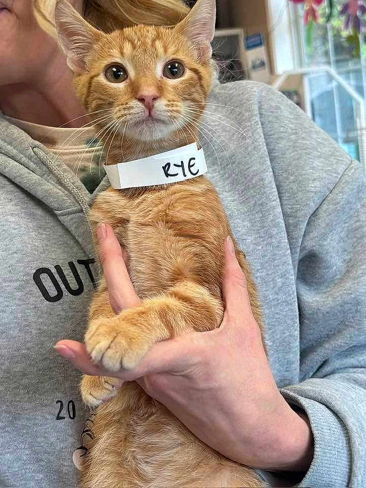 Kai is registered to the contest to win money with this photo: animal, cat, closeup, collar, curious, cute, domestic_cat, feline, fur, gray_hoodie, hand, holding, indoor, name_tag, orange_tabby, person, pet, portrait, whiskers, young_cat