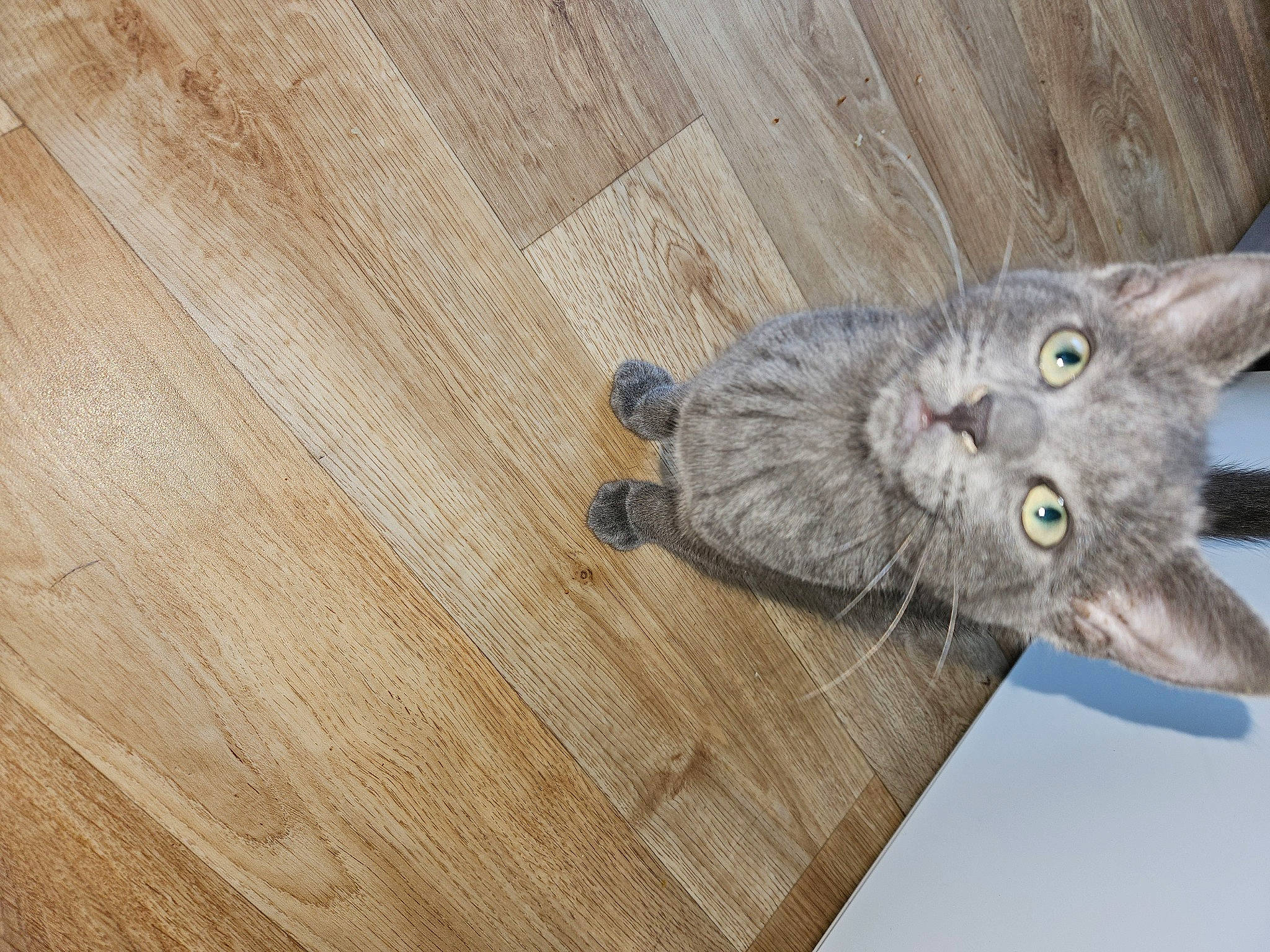 Sheldon a rejoint le concours — aidez-le/la à gagner de superbes lots ! carnivore, cat, cat_toy, domestic_short_haired_cat, felidae, flooring, fur, grey, hardwood, paw, plank, plywood, russian_blue, small_to_medium_sized_cats, tail, varnish, whiskers, wood, wood_flooring, wood_stain