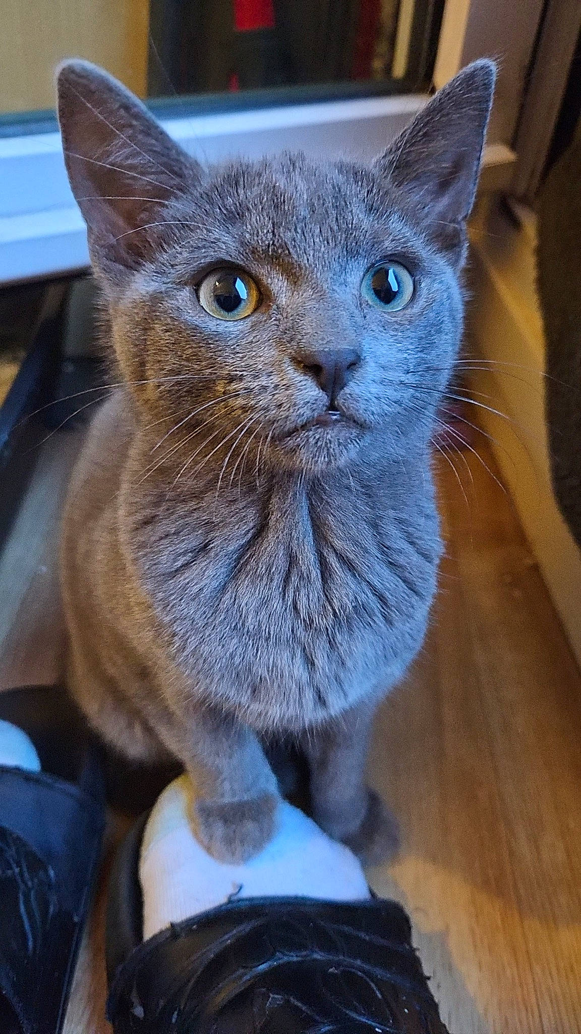 Sheldon participe au concours pour gagner de l'argent avec cette photo : carnivore, cat, cat_supply, domestic_short_haired_cat, electric_blue, felidae, fur, hardwood, russian_blue, small_to_medium_sized_cats, snout, tile_flooring, whiskers, window