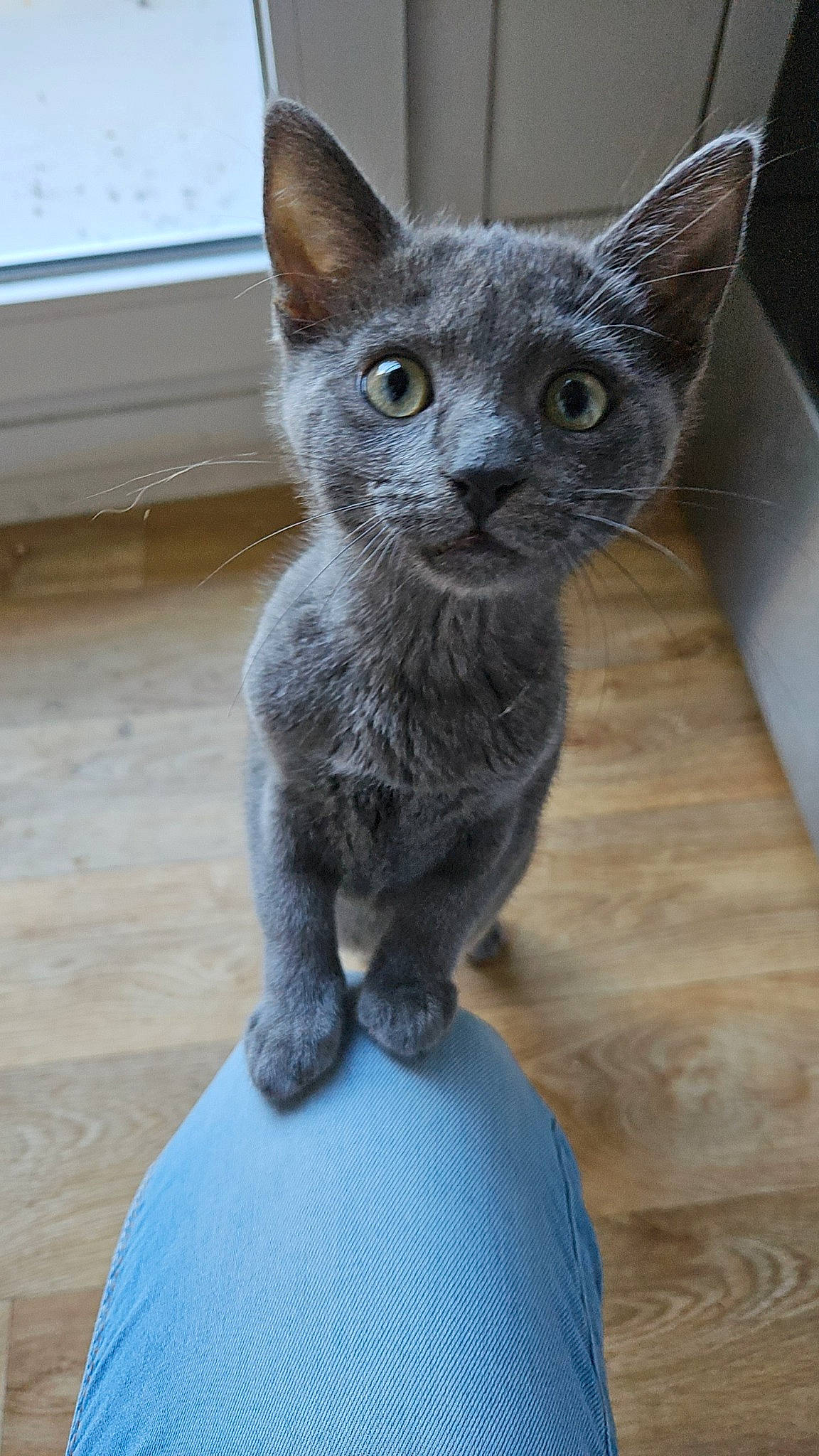 Sheldon participe au concours pour gagner de l'argent avec cette photo : art, blue, carnivore, cat, cat_supply, domestic_short_haired_cat, electric_blue, felidae, fur, grey, russian_blue, sculpture, small_to_medium_sized_cats, snout, terrestrial_animal, whiskers, window