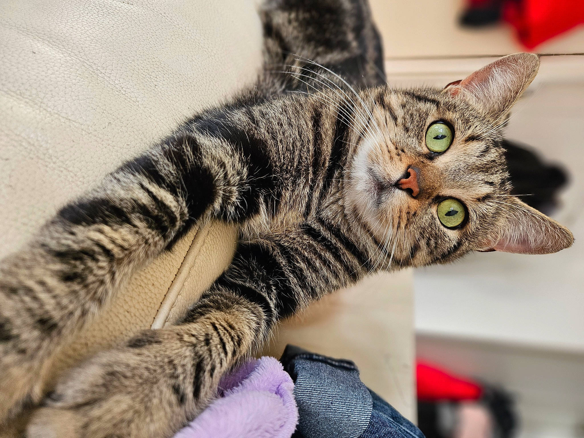 Snow participe au concours pour gagner de l'argent avec cette photo : carnivore, cat, claw, close_up, domestic_short_haired_cat, felidae, fur, paw, small_to_medium_sized_cats, snout, terrestrial_animal, whiskers, wildlife