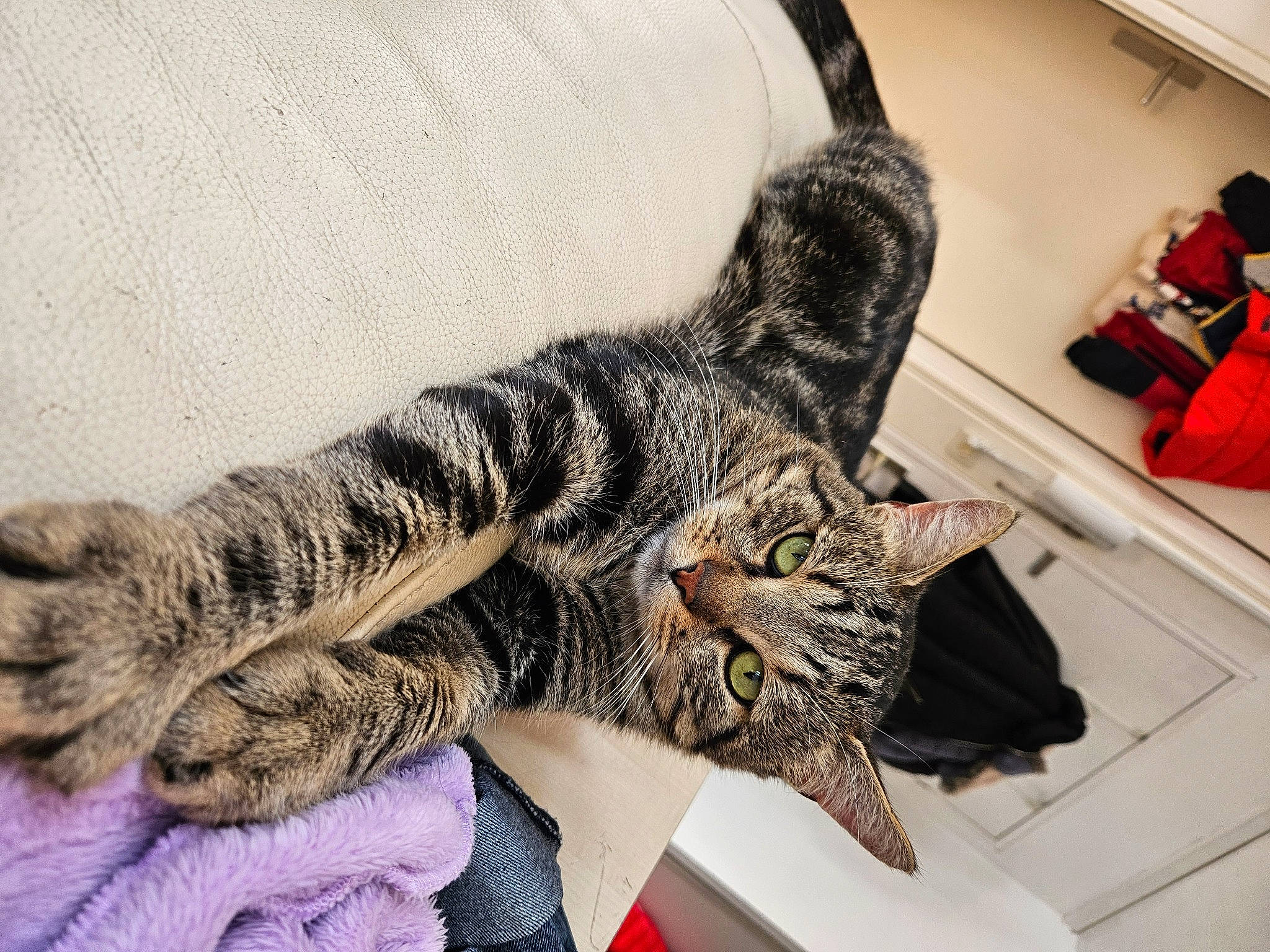 Snow participe au concours pour gagner de l'argent avec cette photo : carnivore, cat, claw, comfort, domestic_short_haired_cat, ear, felidae, fur, military_camouflage, nap, pattern, paw, sleep, small_to_medium_sized_cats, snout, whiskers