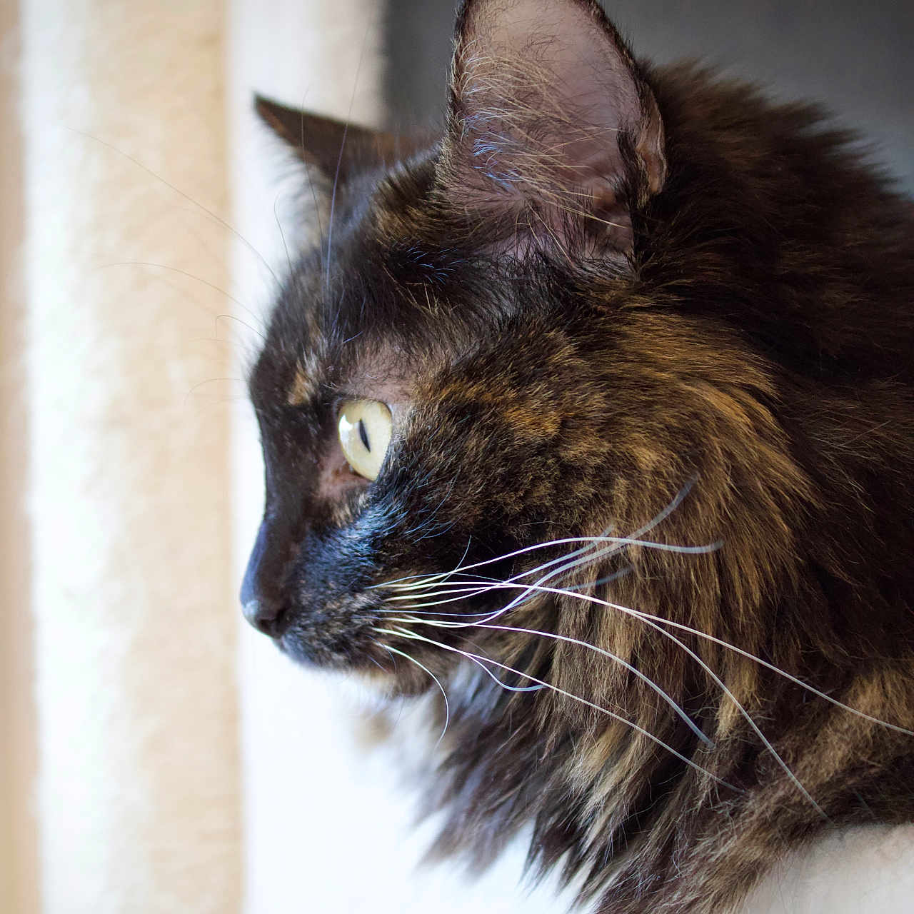 Mya a rejoint le concours — aidez-le/la à gagner de superbes lots ! animal, cat, close_up, cute, domestic, feline, fluffy, focused, fur, indoor, looking, mammal, pet, portrait, profile, relaxed, soft_light, tortoiseshell, whiskers, window_light