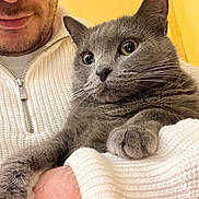 Bella participe au concours pour gagner de l'argent avec cette photo : animal, casual, cat, close_up, cozy, curious_expression, face, feline, furry, gray_cat, holding, indoor, knitted_sweater, person, pet, portrait, warm_lighting, whiskers, white_clothing, yellow_background