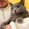 animal, casual, cat, close_up, cozy, curious_expression, face, feline, furry, gray_cat, holding, indoor, knitted_sweater, person, pet, portrait, warm_lighting, whiskers, white_clothing, yellow_background