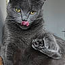 Bella participe au concours pour gagner de l'argent avec cette photo : alert, animal, cat, close_up, cute, domestic_cat, expression, feline, fur, gray_cat, indoor, mammal, paw_raised, pet, playful, portrait, sitting, tongue_out, whiskers, yellow_eyes