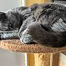 Bella participe au concours pour gagner de l'argent avec cette photo : animal, cat, closeup, cozy, curled_up, cute, domestic_animal, feline, fur, furry, gray_cat, indoor, paw, perch, pet, quiet, relaxing, resting, sleeping, whiskers