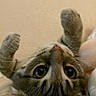 Suki is registered to the contest to win money with this photo: cat, tabby, pet, animal, cute, whiskers, fur, paws, eyes, playful, indoor, closeup, sleeping, relaxed, mammal, domestic, adorable, face, lying_down, upside_down