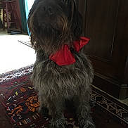 Iris a rejoint le concours — aidez-le/la à gagner de superbes lots ! animal, carpet, closeup, companion, cozy, curtain, cute, decor, dog, floor, fur, furniture, home, indoor, pet, plant, portrait, red_bow, sitting, wooden_cabinet
