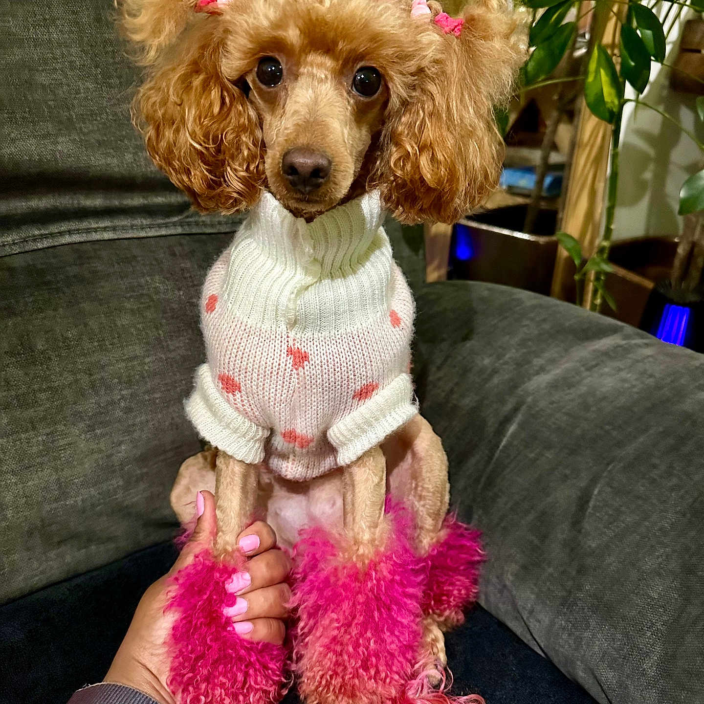 Alisha Mj joined the competition — help win amazing prizes! animal, baby, canine, clothing, couch, cushion, dog, dogbed, furniture, hair, homedecor, knitwear, person, pet, poodle, puppy, sitting, sweater, wig