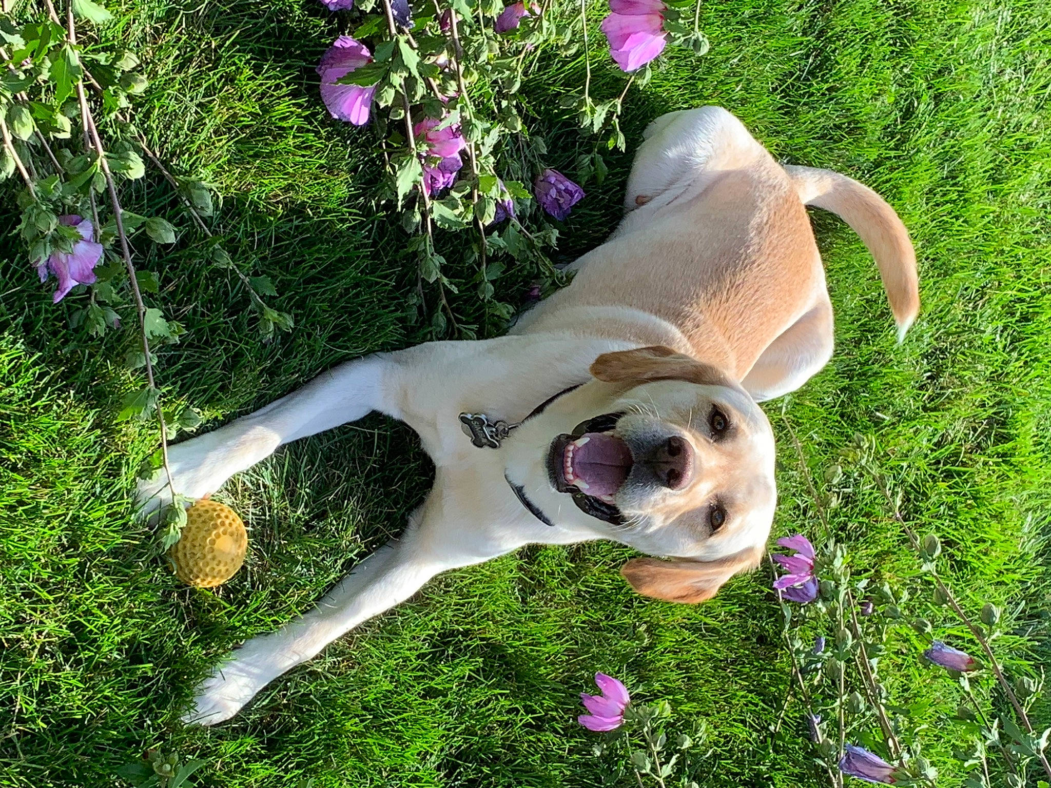 Simba