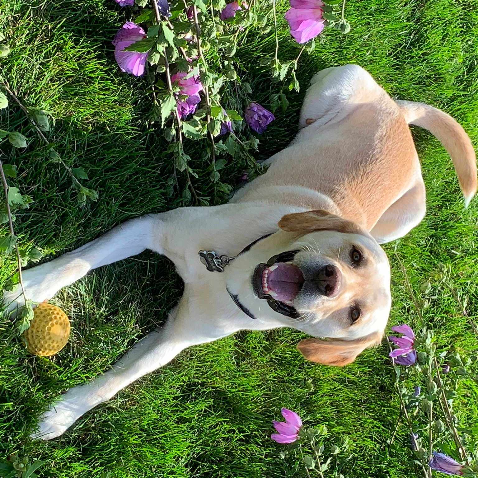 Simba