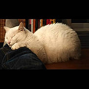 Proxy participe au concours pour gagner de l'argent avec cette photo : animal, bookshelf, cat, companion, cozy, cute, domestic, fur, furniture, human_leg, indoor, jeans, mammal, peaceful, pet, relaxed, resting, sleeping, white_cat, wooden_floor