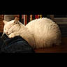 animal, bookshelf, cat, companion, cozy, cute, domestic, fur, furniture, human_leg, indoor, jeans, mammal, peaceful, pet, relaxed, resting, sleeping, white_cat, wooden_floor