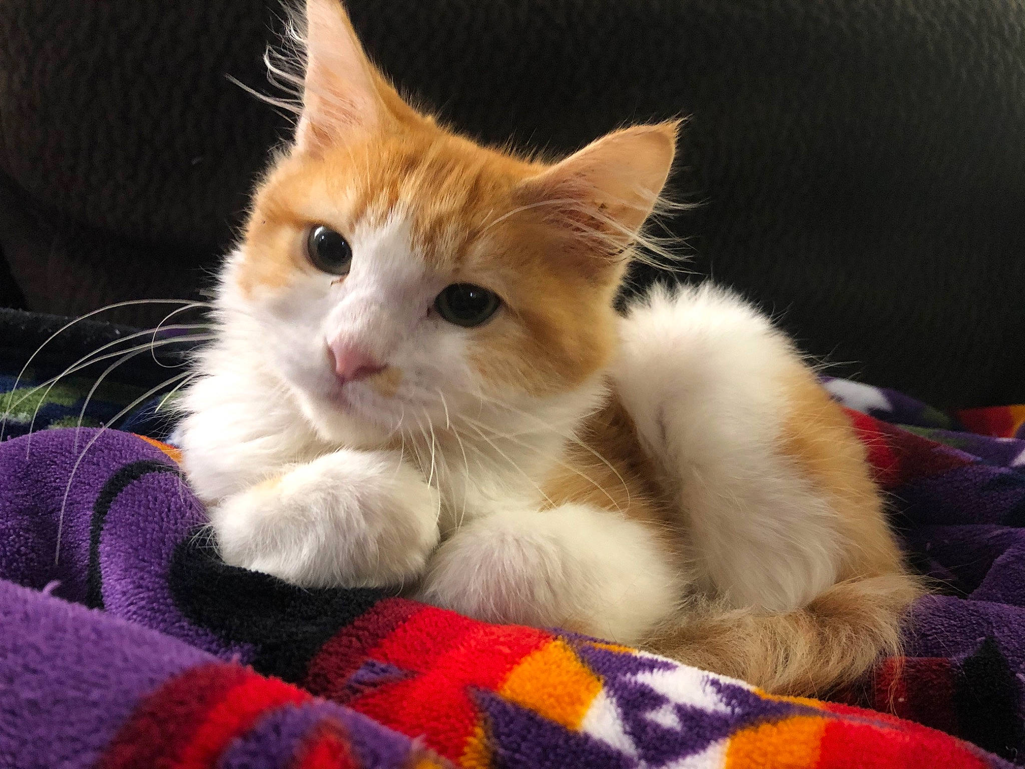 Dango is registered to the contest to win money with this photo: aegean_cat, american_wirehair, asian, carnivore, cat, claw, domestic_short_haired_cat, european_shorthair, fawn, felidae, fur, kitten, mammal, paw, polydactyl_cat, small_to_medium_sized_cats, turkish_van, vertebrate, whiskers