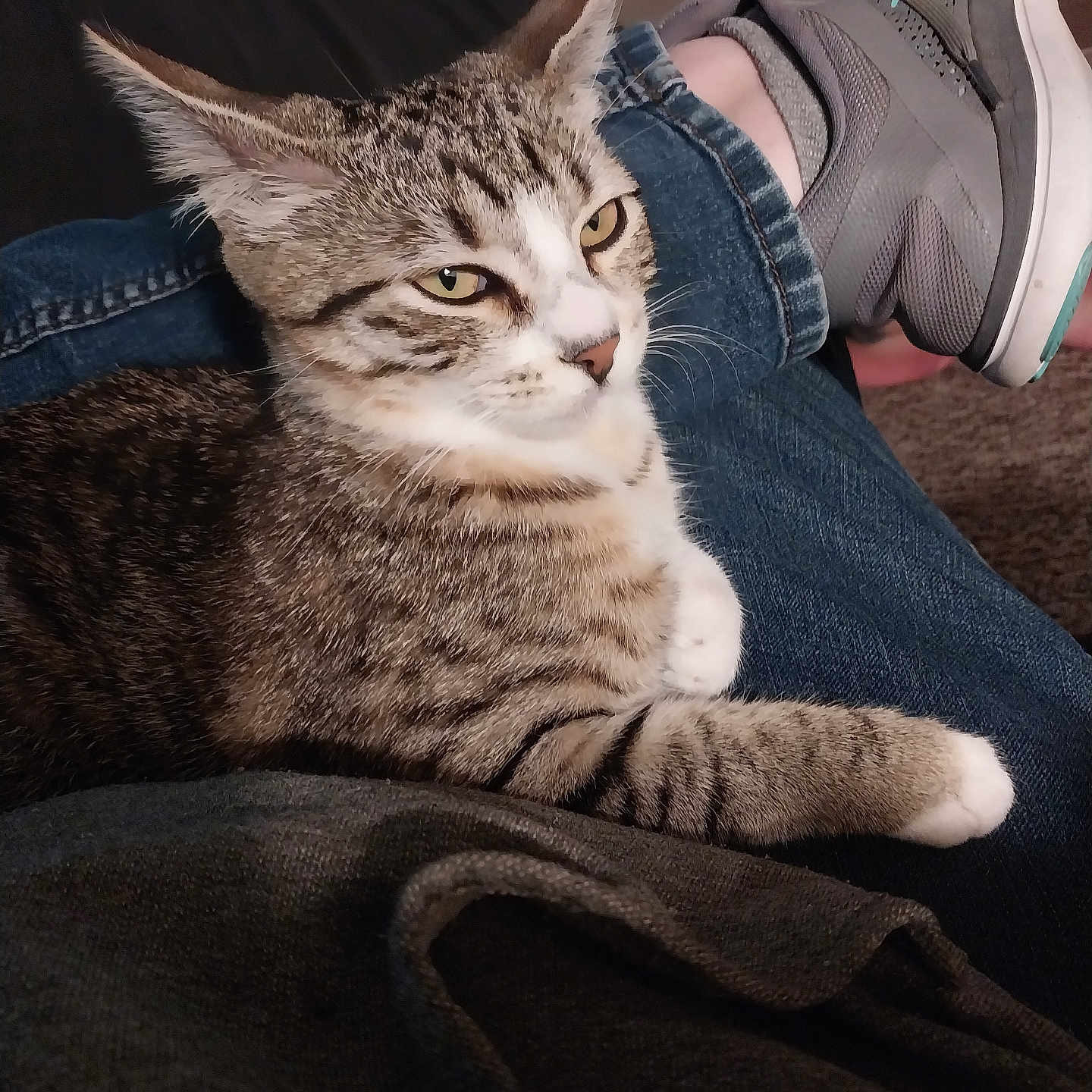 Mow Mow