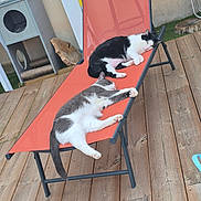 Pupuce Chippie a rejoint le concours — aidez-le/la à gagner de superbes lots ! black_and_white_cat, cat, cats, cozy, feline, gray_and_white_cat, home, lounge_chair, nap, orange, outdoor, paw, peaceful, pet_house, relaxation, rest, sleeping, sunlight, tail, wooden_deck
