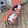 black_and_white_cat, cat, cats, cozy, feline, gray_and_white_cat, home, lounge_chair, nap, orange, outdoor, paw, peaceful, pet_house, relaxation, rest, sleeping, sunlight, tail, wooden_deck