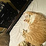 Goku Garcia is registered to the contest to win money with this photo: cat, orange_tabby, sleeping, bed, white_bedspread, furniture, dresser, drawer_knobs, room_interior, cozy, feline, pet, relaxation, domestic, indoor, soft_lighting, comfort, sleep, paw, tail