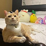Goku Garcia joined the competition — help win amazing prizes! cat, bed, plush_toys, wooden_bedpost, orange_cat, white_cat, collar, tag, bedroom, decor, stuffed_animals, sign, text, resting, paws, feline, cute, indoor, cozy, pet
