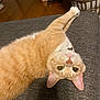 Goku Garcia joined the competition — help win amazing prizes! cat, orange_tabby, upside_down, relaxed, stretching, couch, indoor, pet, feline, fur, whiskers, ears, nose, collar, floor, wooden_floor, basket, home, curious, comfortable