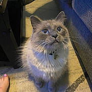 Diego Garcia joined the competition — help win amazing prizes! cat, fluffy, pet, indoor, carpet, floor, furniture, foot, curious, looking_up, collar, domestic, mammal, whiskers, ears, cute, animal, soft_light, home, closeup